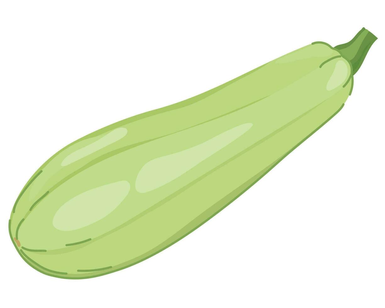 Vector zucchini whole. Squash isolated on white background. Fresh light green vegetable marrow. Oblong, green squash.Harvest courgette organic ingredient.