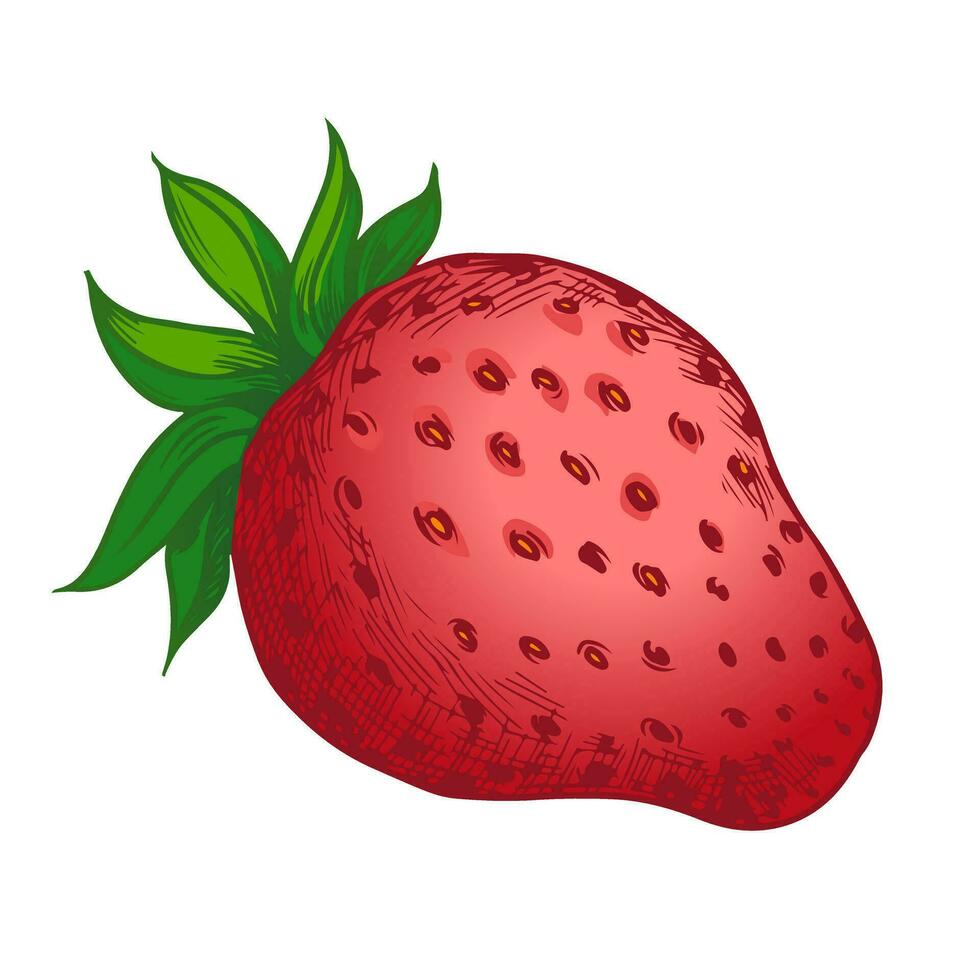 sketch of the strawberry on white background vector