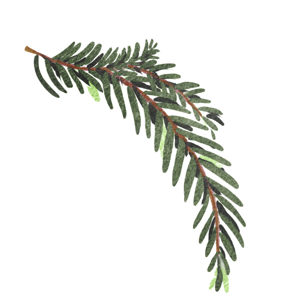 christmas frame with holly berries decorate leaf png