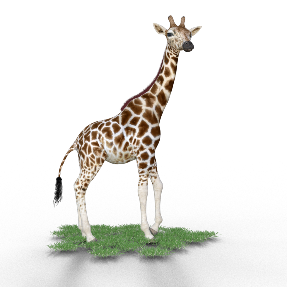 giraffe isolated 3d png