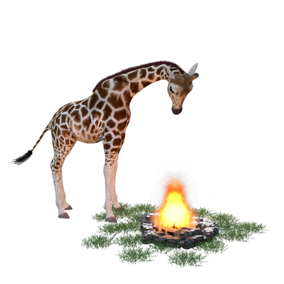 giraffe isolated 3d png