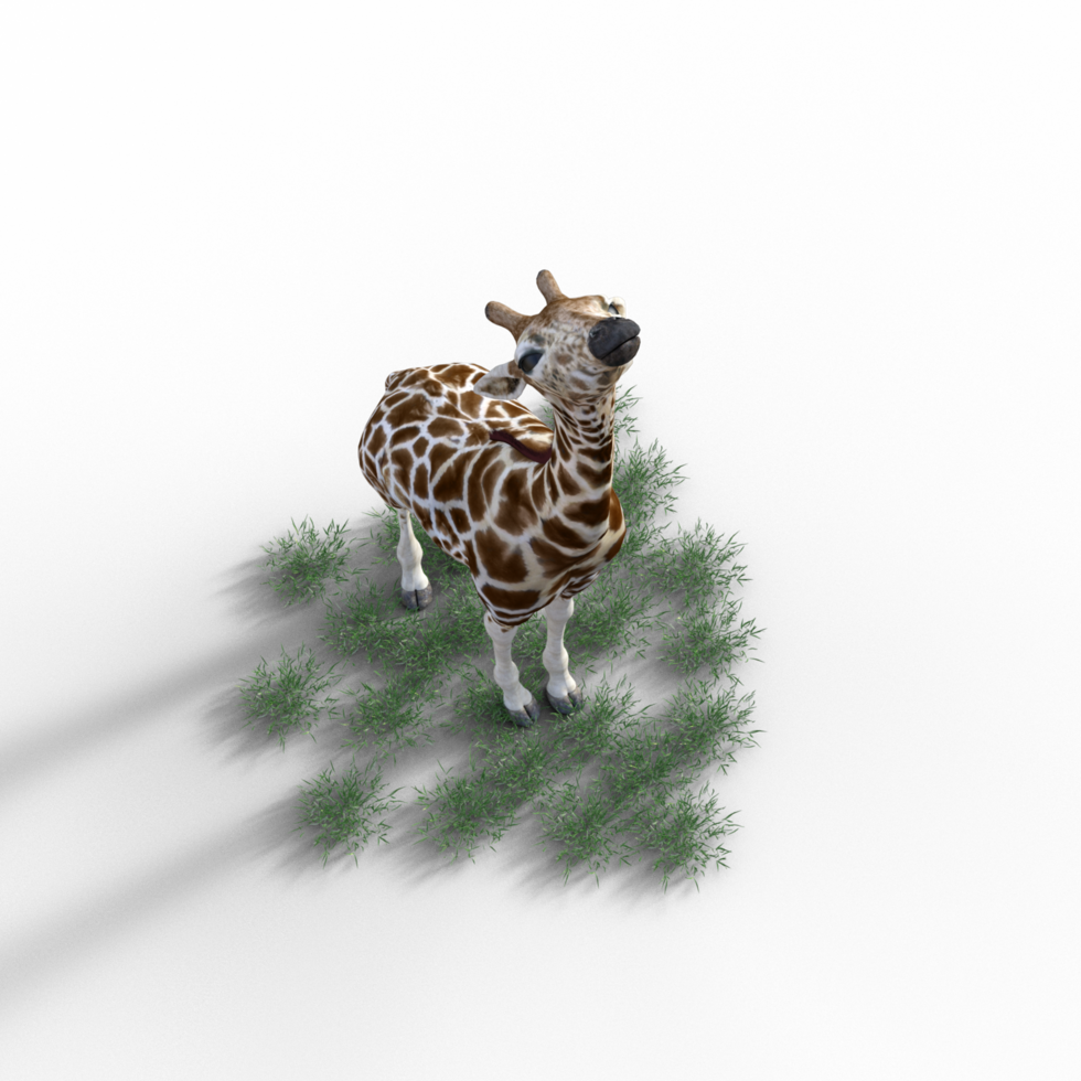 giraffe isolated 3d png