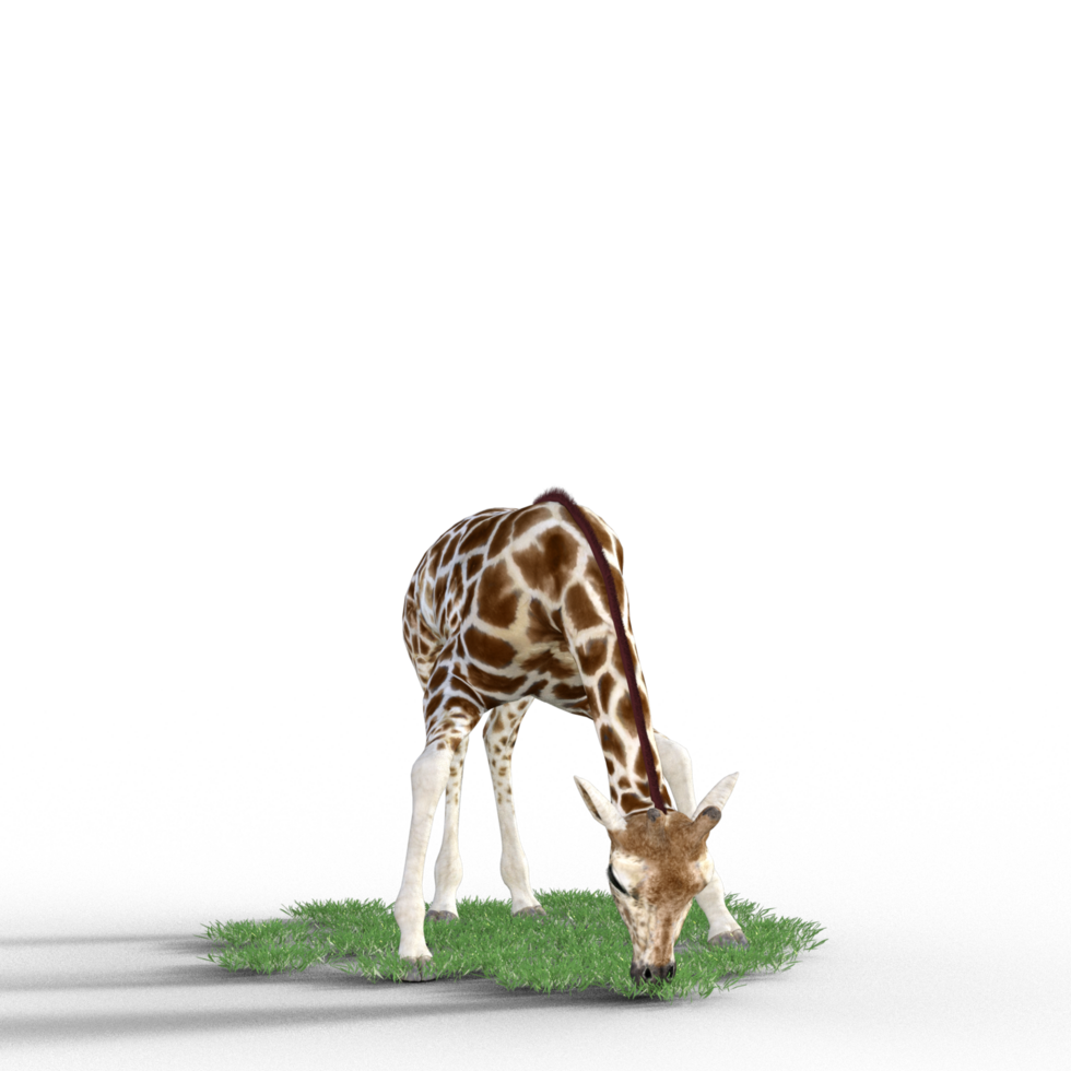 giraffa isolato 3d png