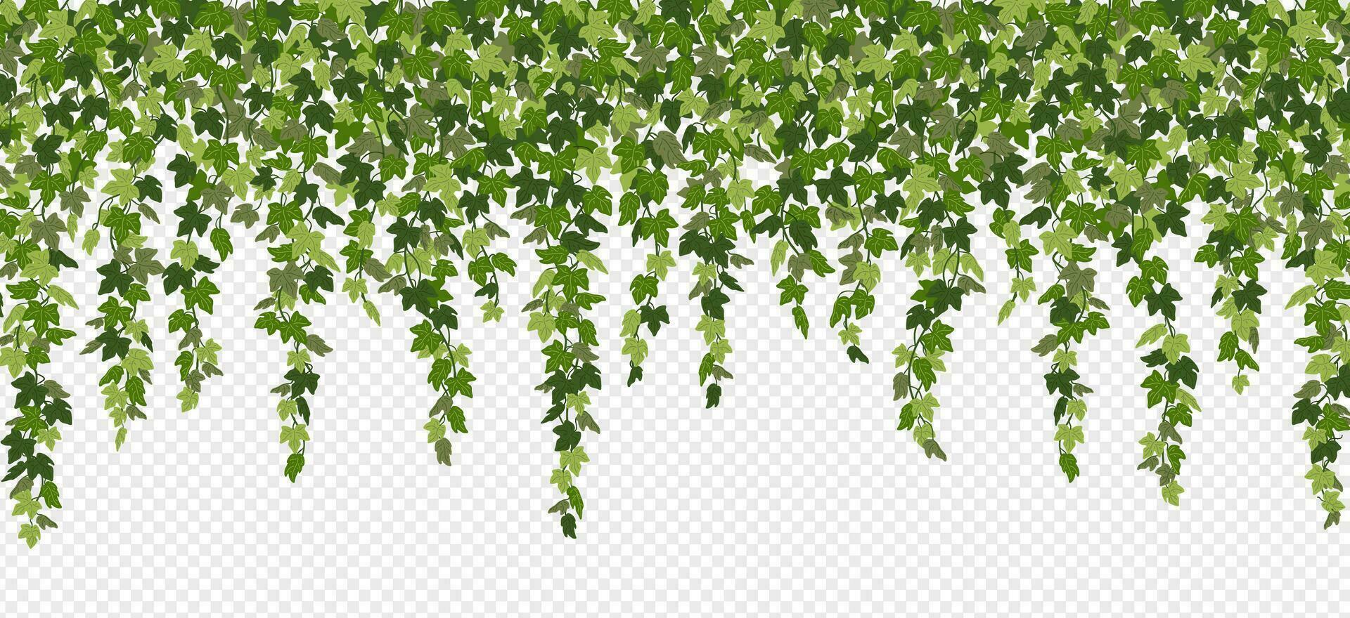Ivy curtain, green creeper vines isolated on white background. Vector illustration in flat cartoon style.