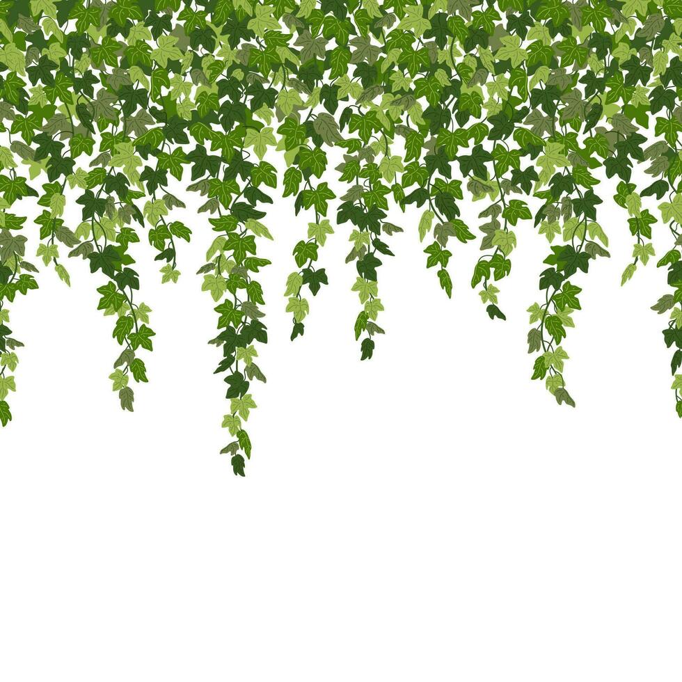 Ivy curtain, green creeper vines isolated on white background. Vector illustration in flat cartoon style.