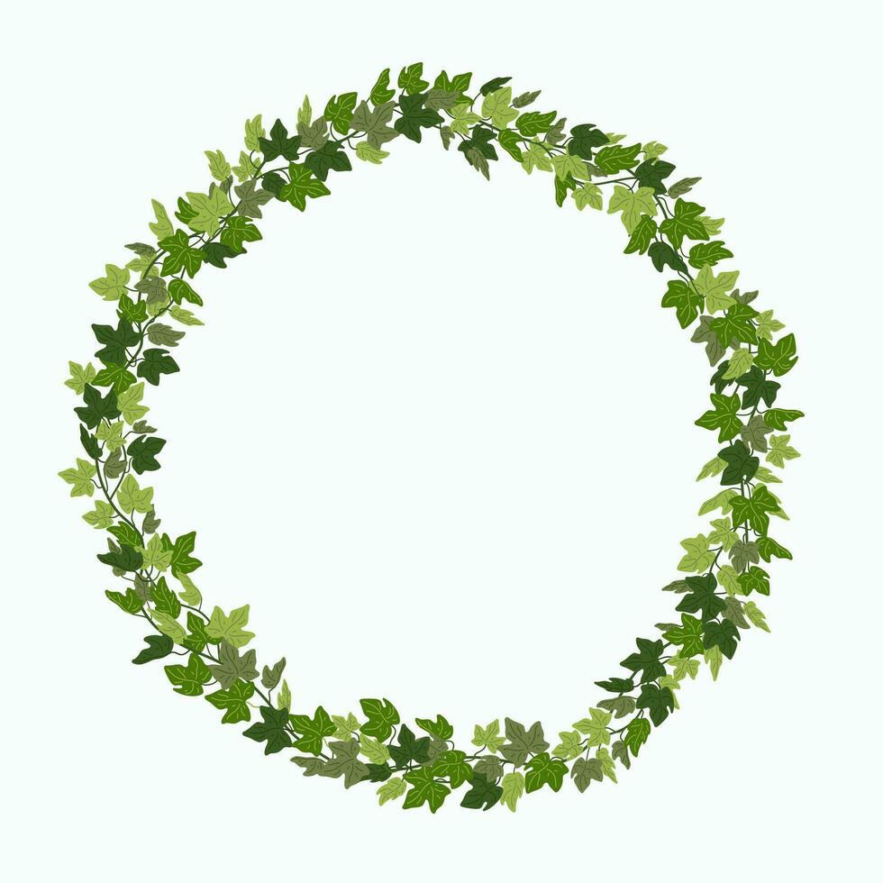 Ivy wreath, green creeper circle frame isolated on white background. Vector illustration in flat cartoon style..
