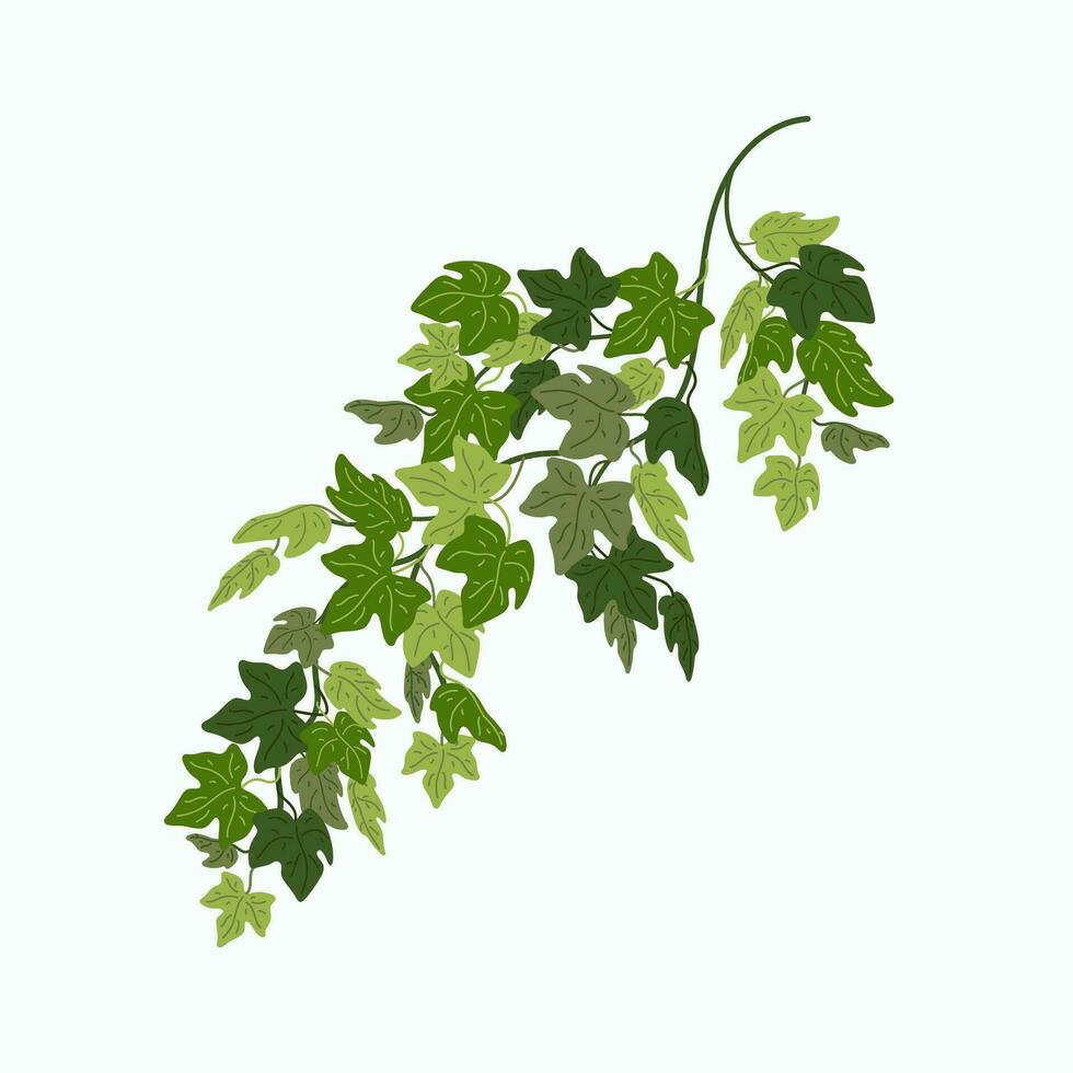 hiedra enredadera, verde hojas de un enredadera planta aislado en blanco antecedentes. vector ilustración en plano dibujos animados estilo.