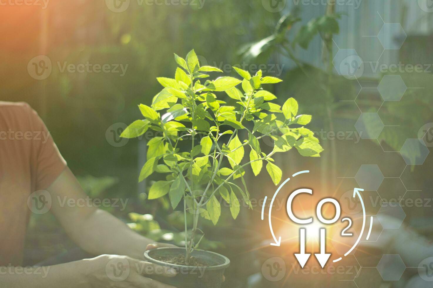 el concepto de conjuntamente plantando arboles para sostenible desarrollo metas empresas o negocios y organizaciones ese cuidado acerca de el ambiente y ecología en verde empresas foto
