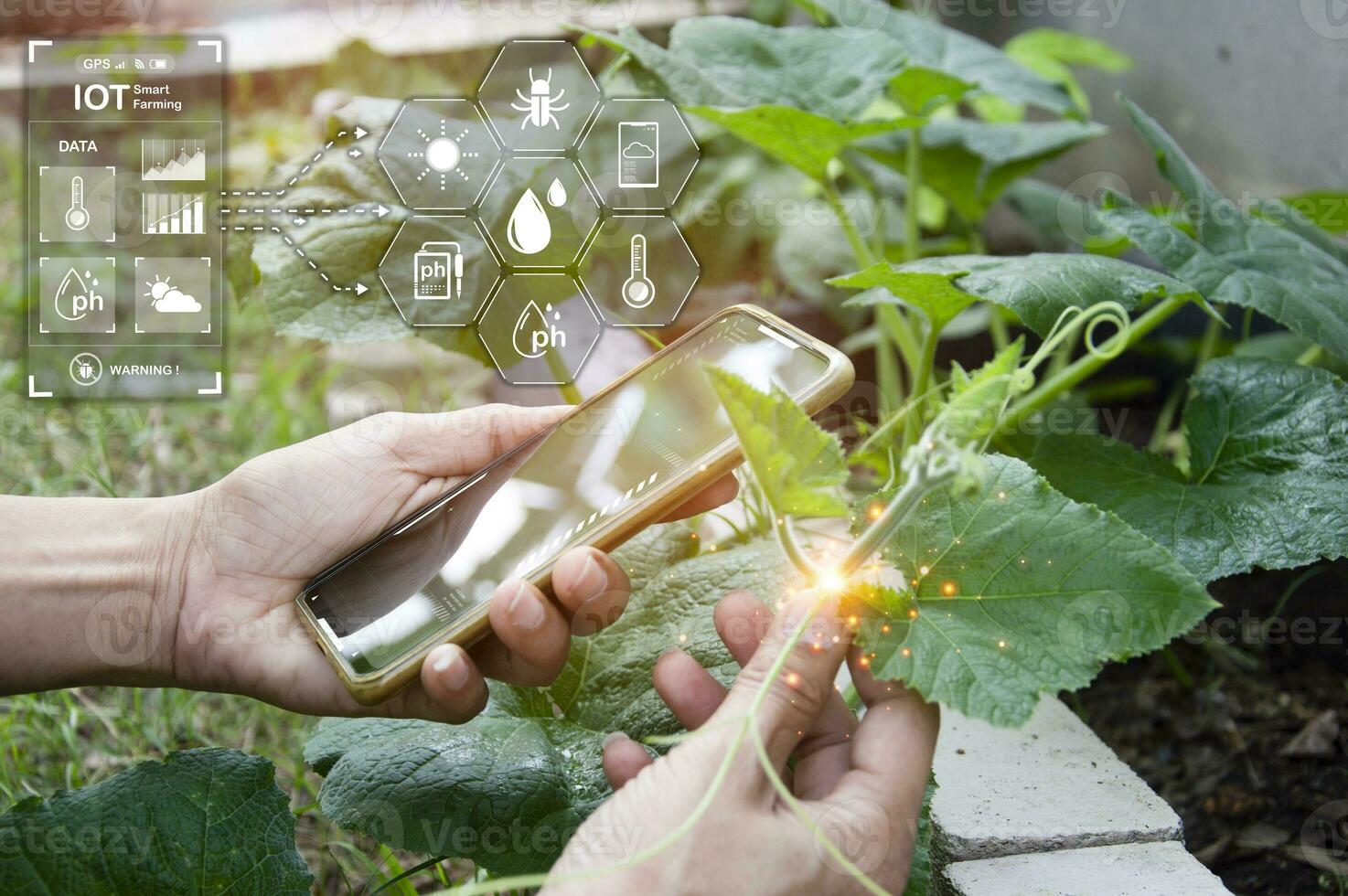 The concept of using AI and smart farming. photo