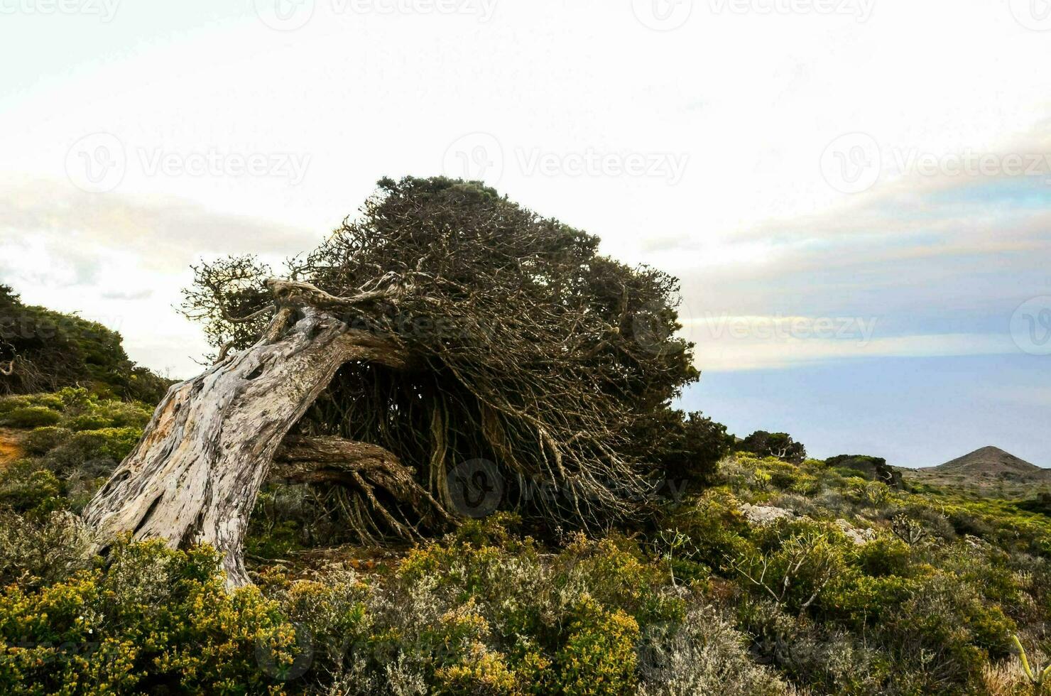 a tree that has fallen over on the side of a mountain photo