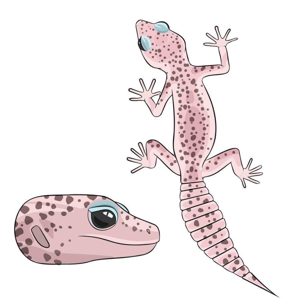 Vector illustration of an eublepharis Leopard gecko eclipse