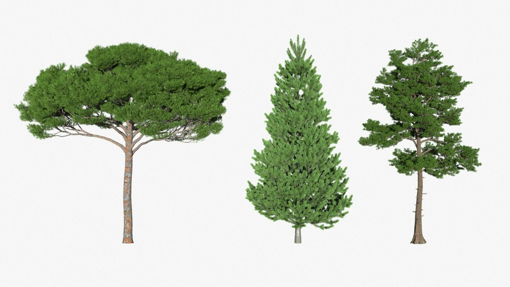 Collection of beautiful trees isolated on white background.Used for visualization in architectural design or garden decoration. photo