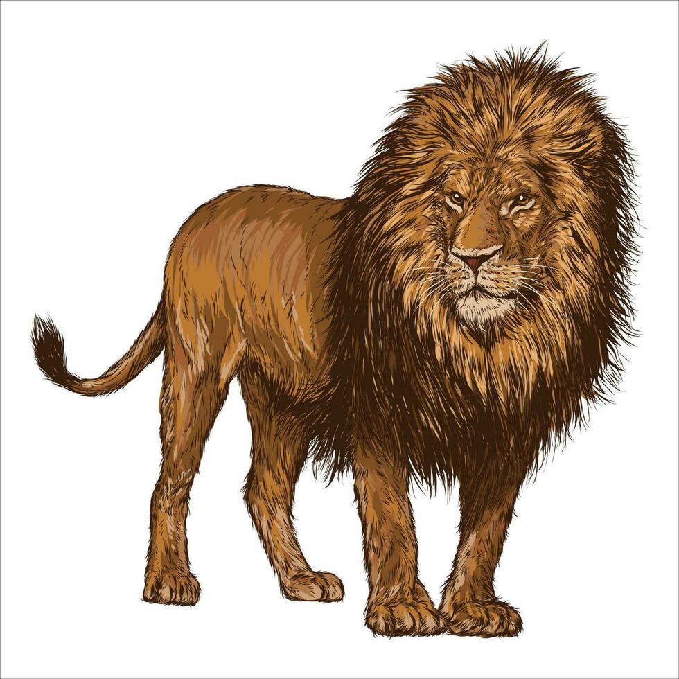 Lion - Vintage engraved illustration - Sketch isolated on white background. vector