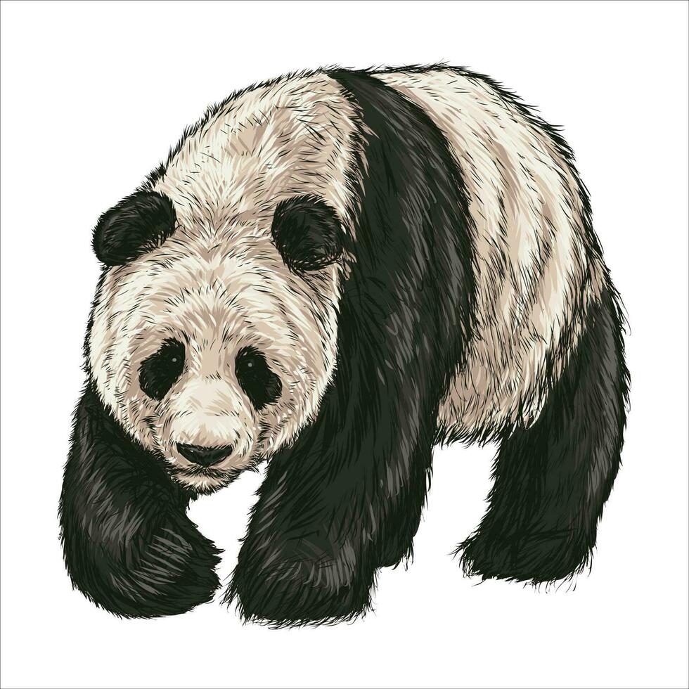 The giant panda is standing, hand drawn doodle sketch with inscription. vector