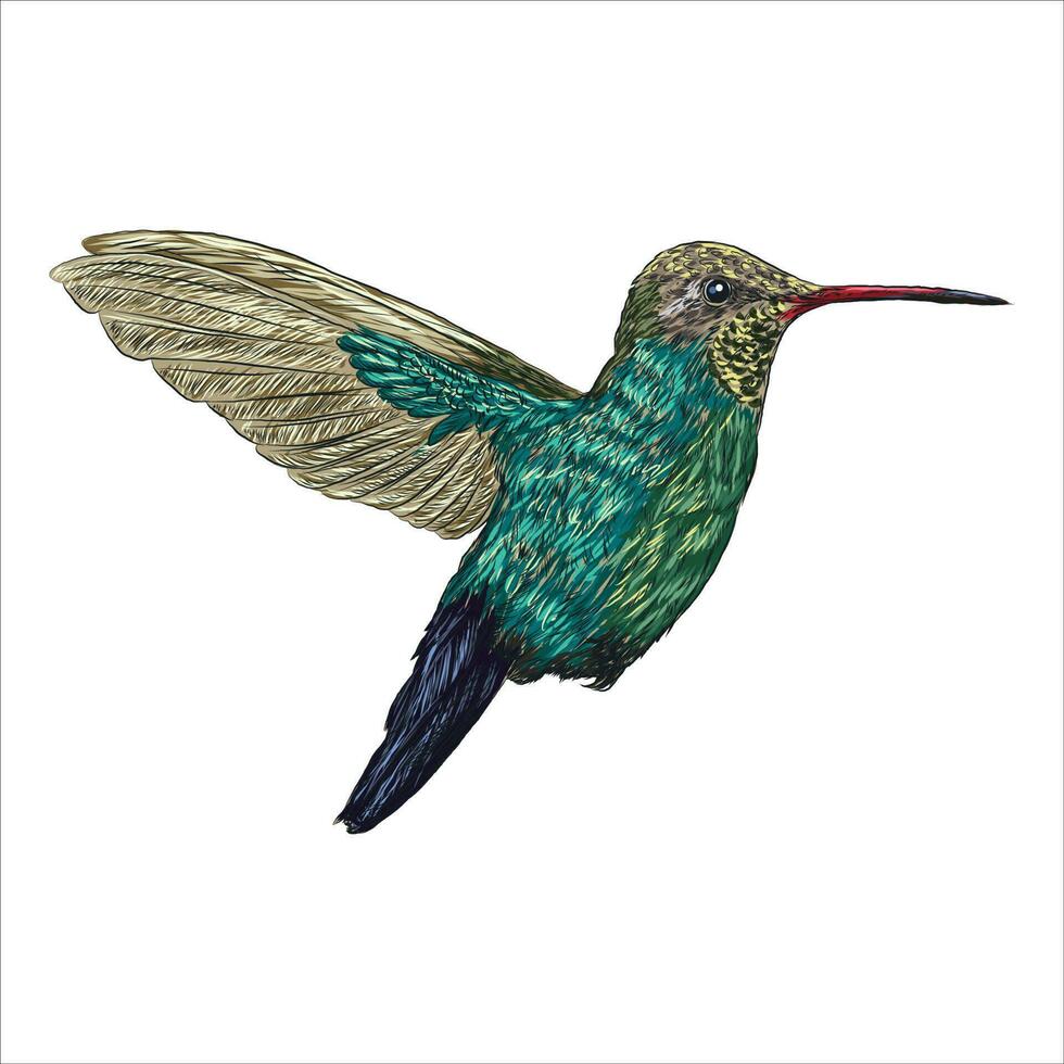 acuarela dibujado colibrí en blanco antecedentes vector