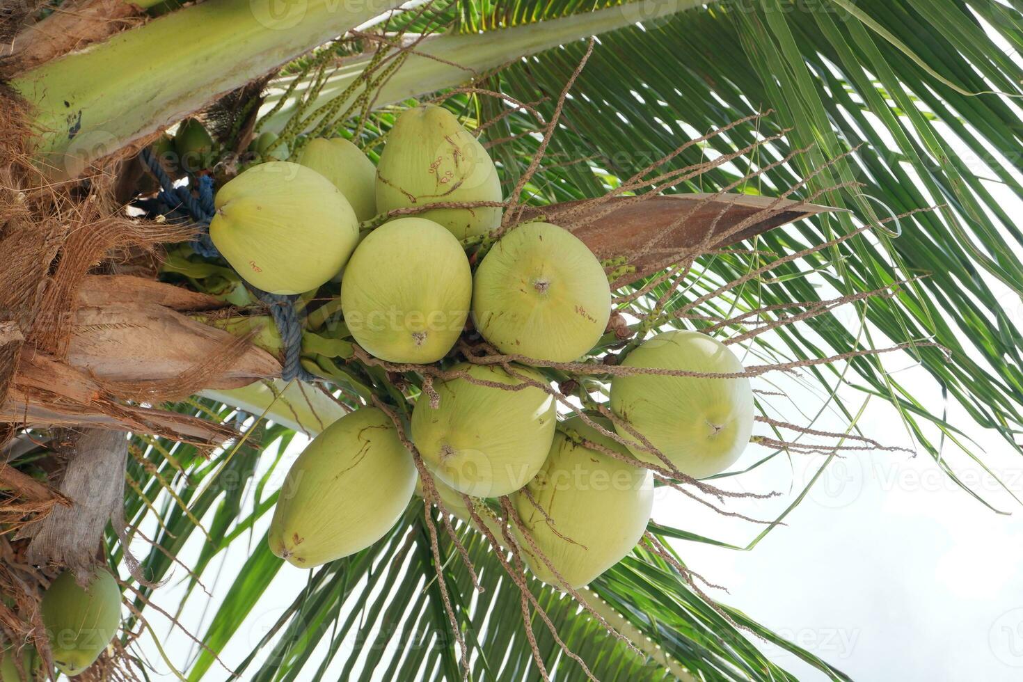 young green coconuts hanging on a tree, photo concept for a summer holiday brochure or flyer