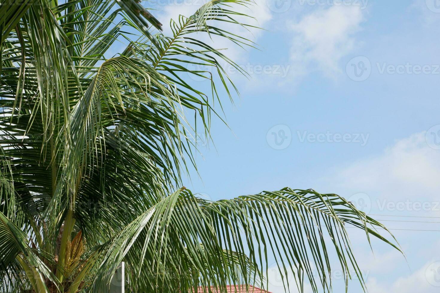 Green coconut leaves isolated on bright blue sky background. good for use as a complement to brochures or summer flyers photo