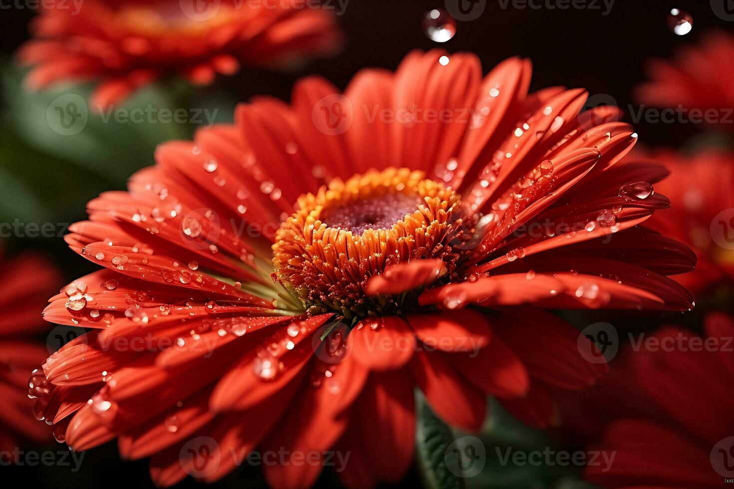 Red Gerber Daisy with Water Drops. AI Generative photo