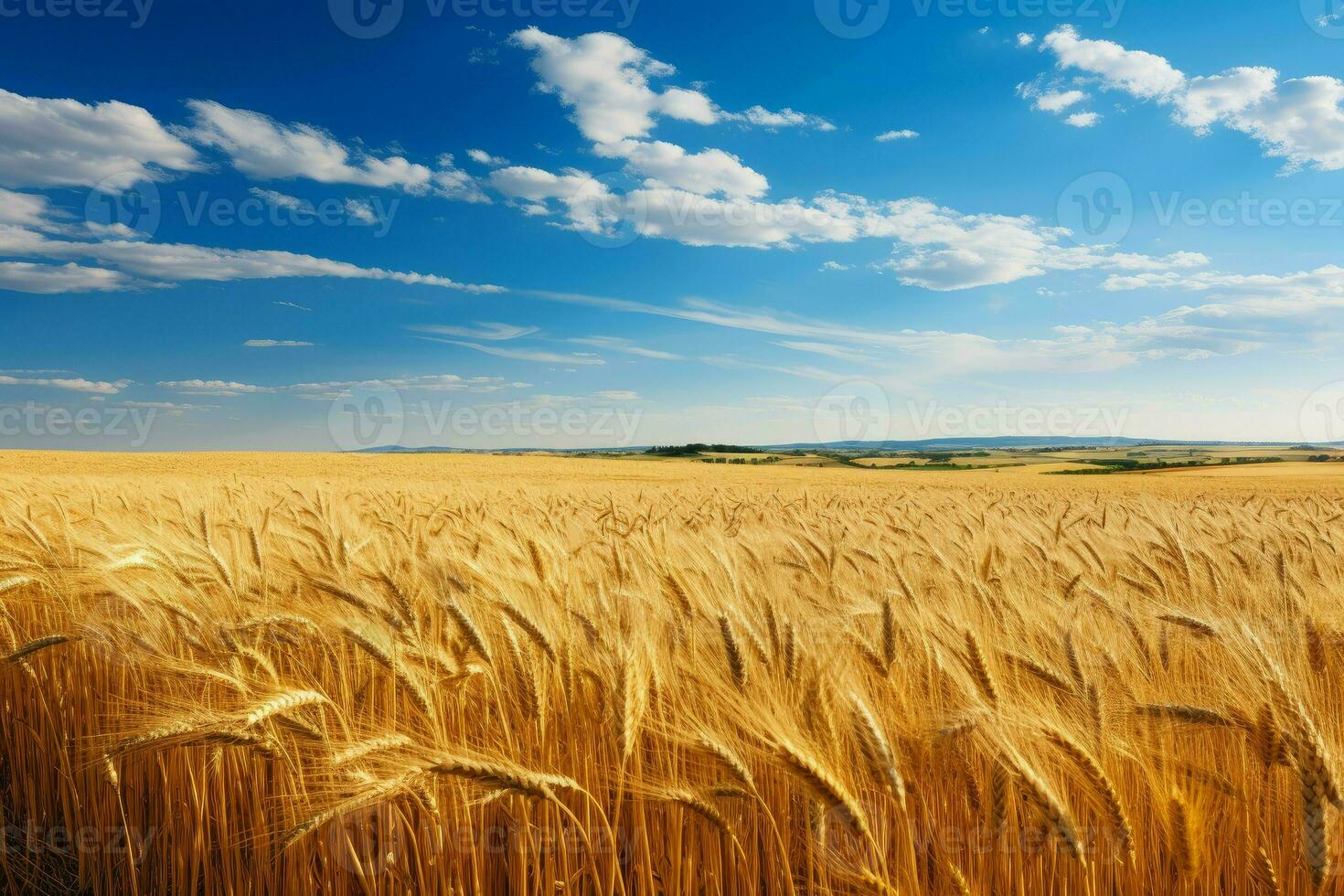 Beautiful agricultural field with ripening wheat. Generate Ai photo