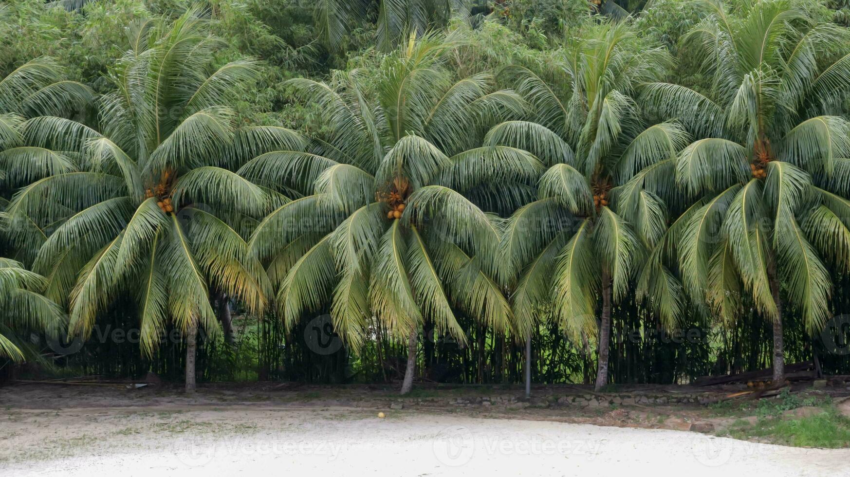Coconut trees are neatly lined up and white sand beach in front and forest background. photo
