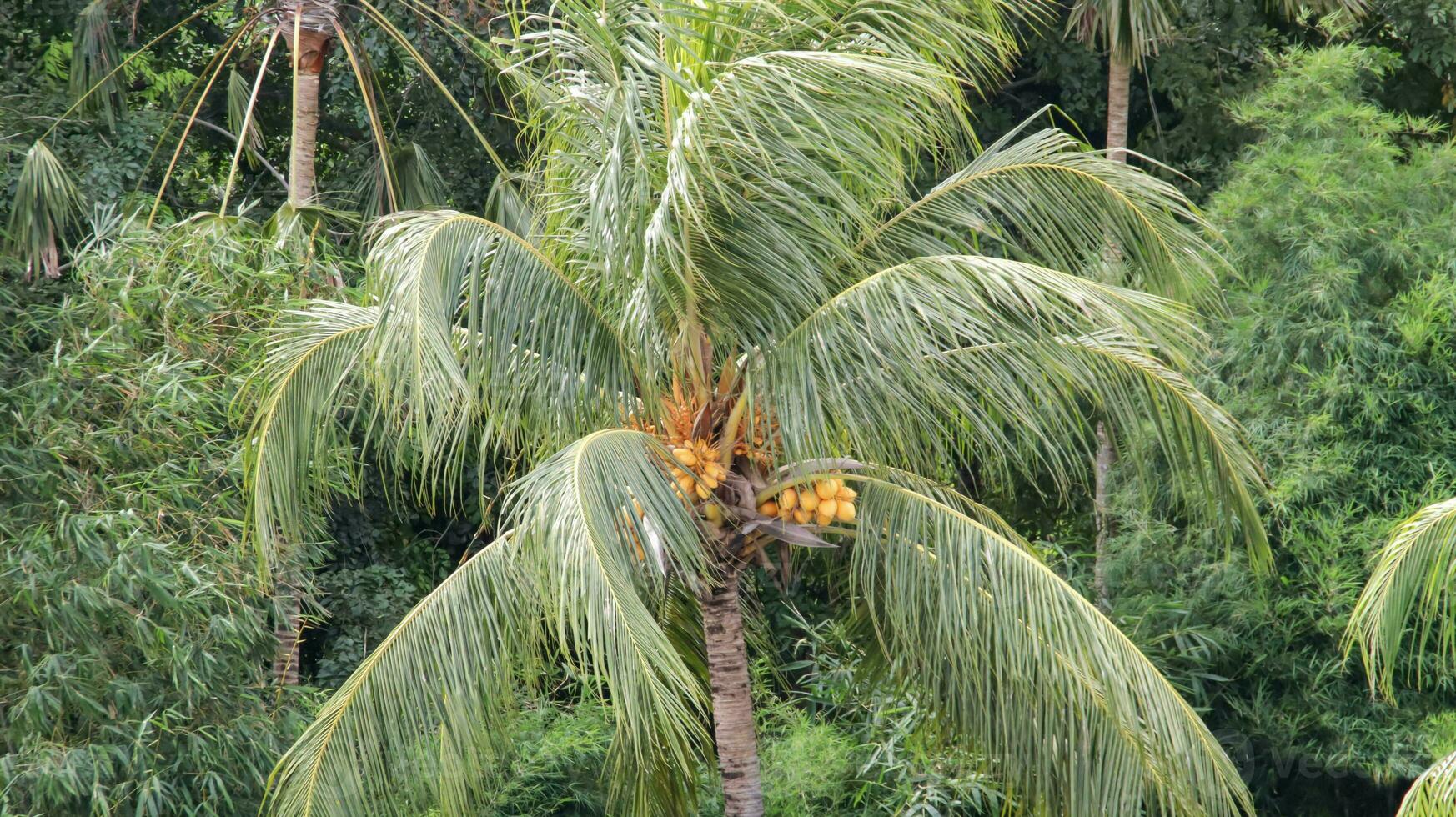 Coco árbol con amarillo Fruta y hojas soplo en el viento en un bosque antecedentes. foto