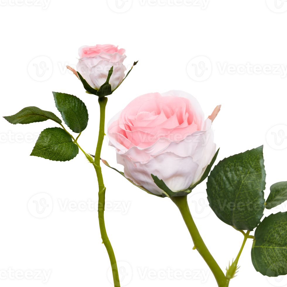 rose with branches and leaves cut out isolated transparent background png