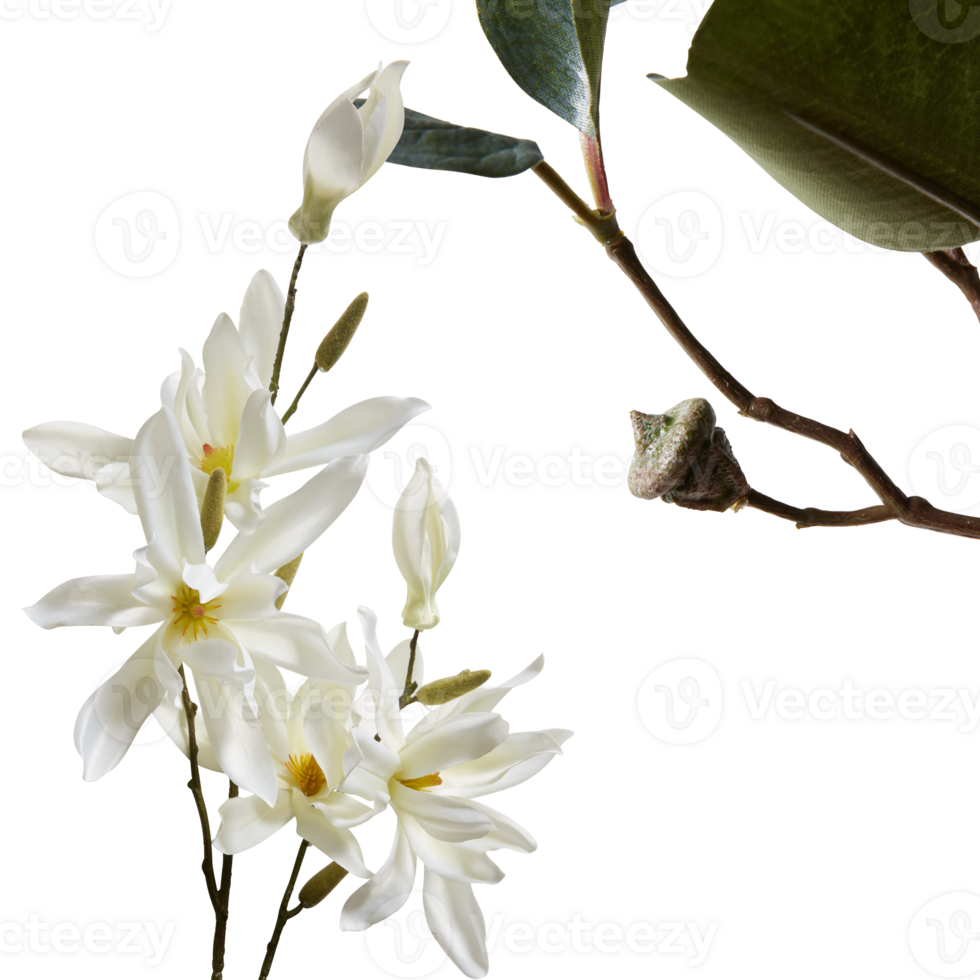 flower with branches cut out isolated transparent background png
