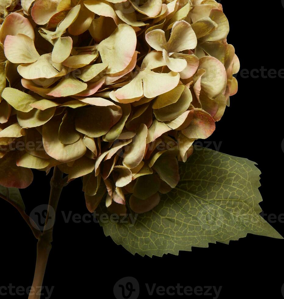 flower with branches cut out isolated black background with clipping path photo