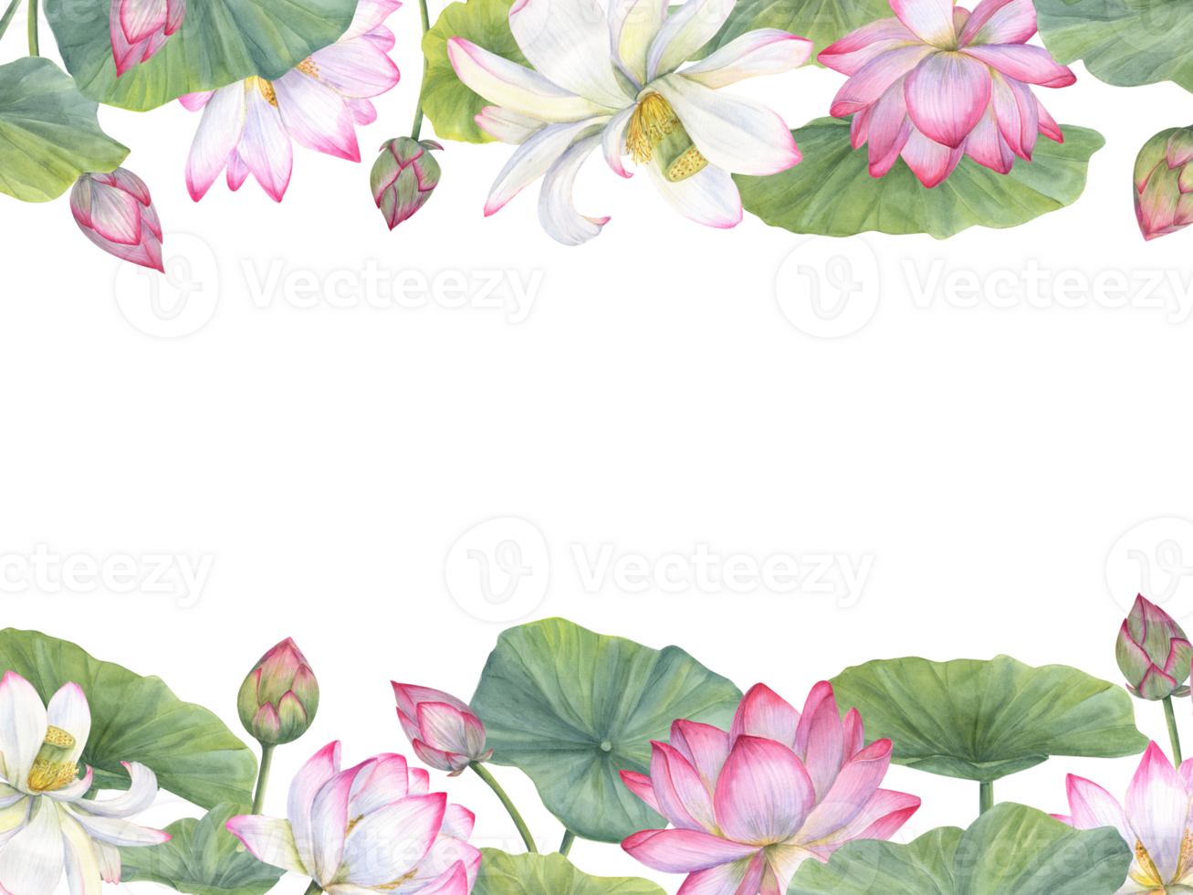 horizontaal kader van bloeiend water lelies en groen bladeren. lotus bloemen, Indisch lotus, blad, knop. ruimte voor tekst. waterverf illustratie voor hartelijk groeten, pakket, label, uitnodiging png