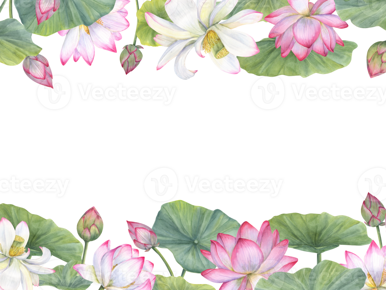 Horizontal frame of blooming water lilies and green leaves. Lotus flowers, Indian lotus, leaf, bud. Space for text. Watercolor illustration for greetings, package, label, invitation png