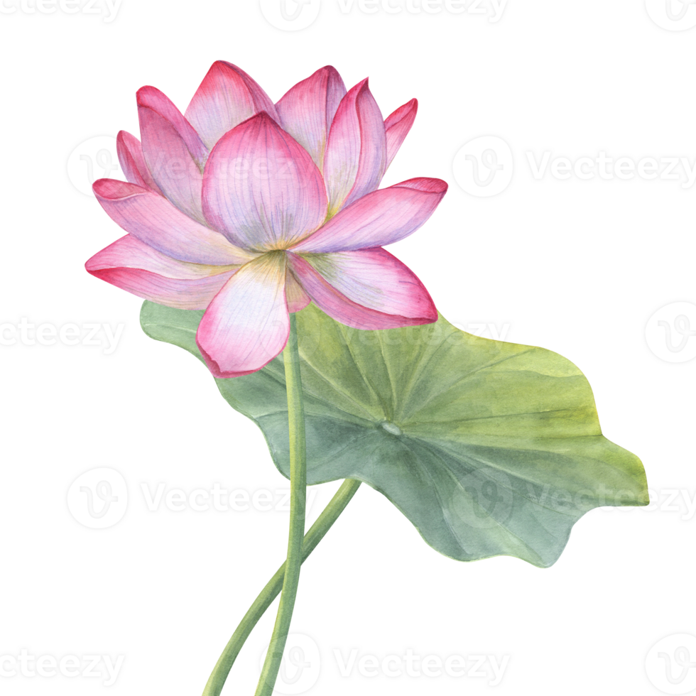rosa lotus blomma och grön blad. blomning vatten lilja. vietnamese nationell blomma. vattenfärg illustration. hand dragen sammansättning för affisch, kort, hälsning, kosmetika förpackning, spa Centrum png