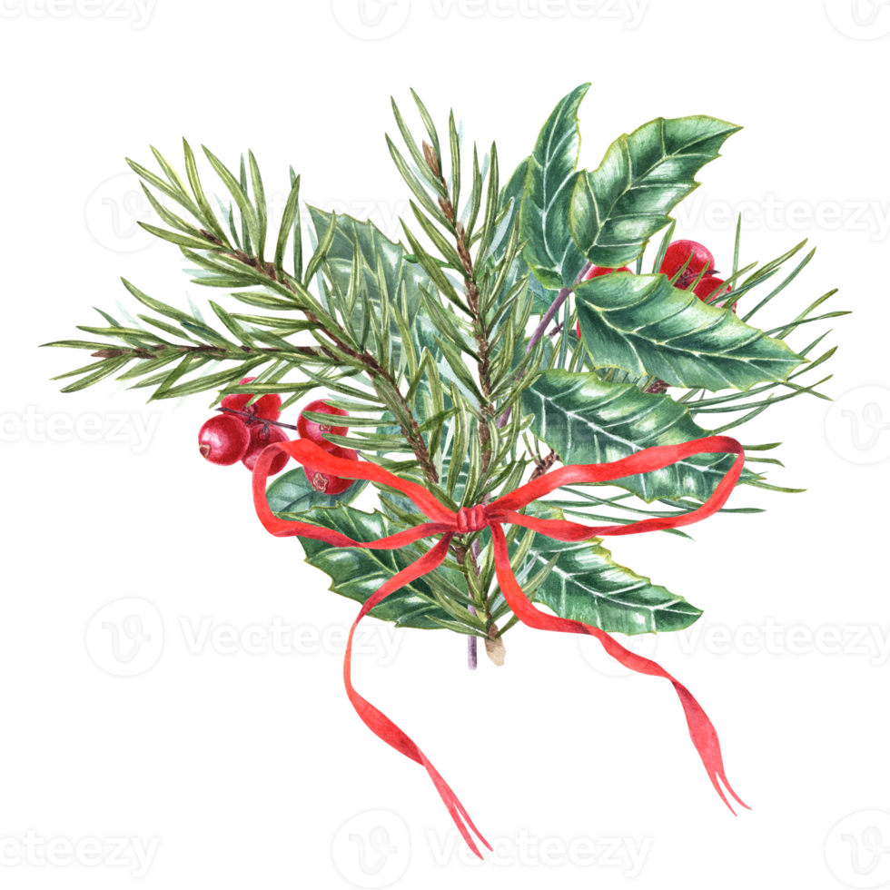 Composition of pine, spruce branches, Holly leaves with bright berries, lingonberry. Winter bouquet decorated red bow. Watercolor illustration for Xmas decoration, greeting png