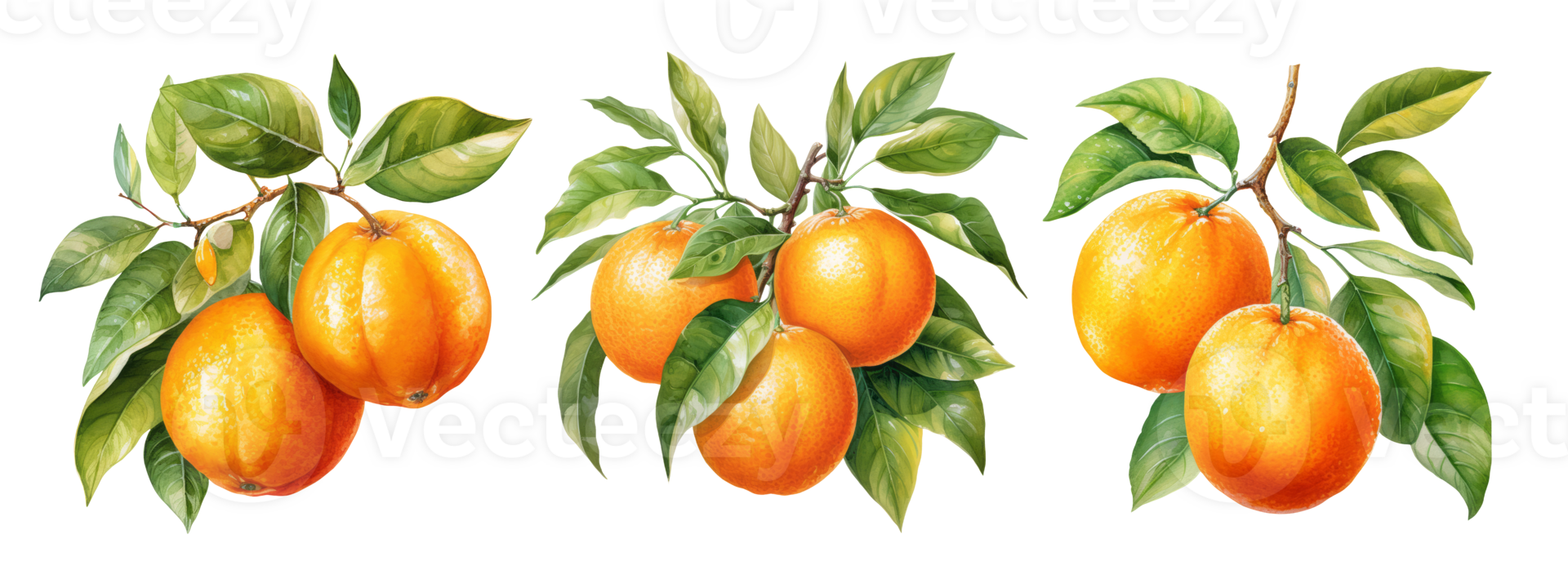 Set of watercolor orange fruit  branches. AI Generative png