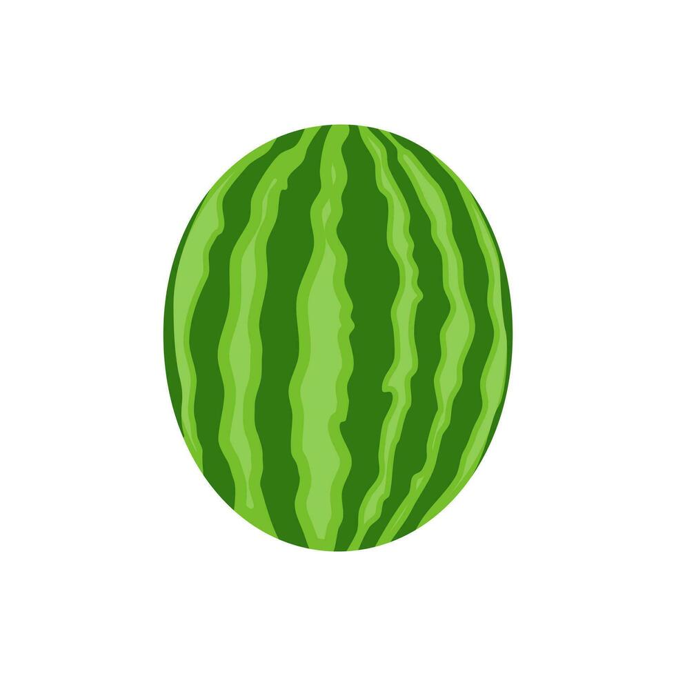 Illustration of  a whole watermelon. Fruit illustration for farmer's market menu. Isolated on a white background. vector