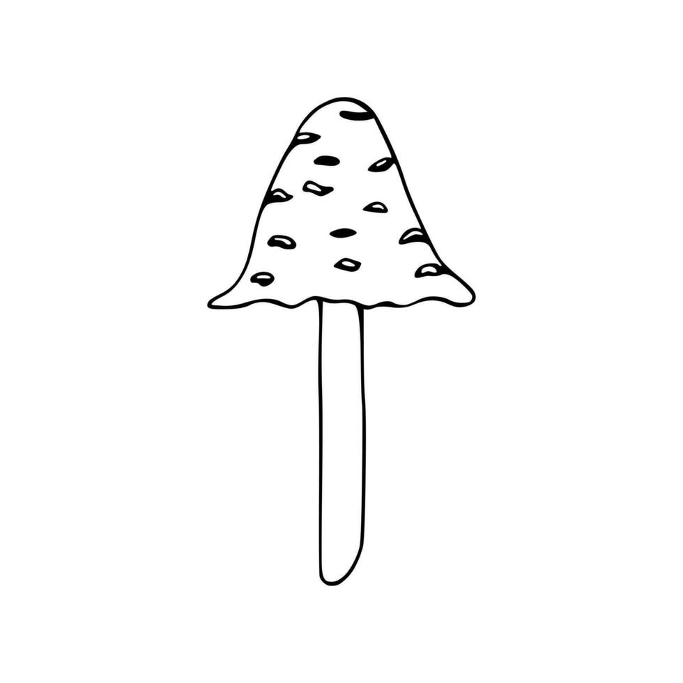 Illustration of Poisonous mushroom, toadstool, fly agaric vector