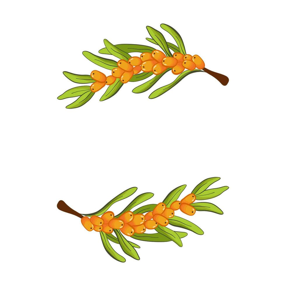 Garland with sea buckthorn. Floral wreath. Herbal circle frame. Vector illustration on white background.