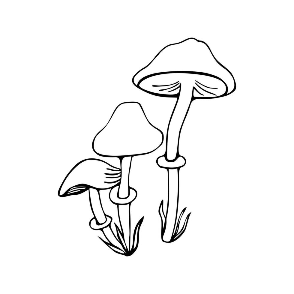 Illustration of the mushroom family. Poisonous mushroom, toadstool. Doodle. Hand drawn. Vector isolated on white background.