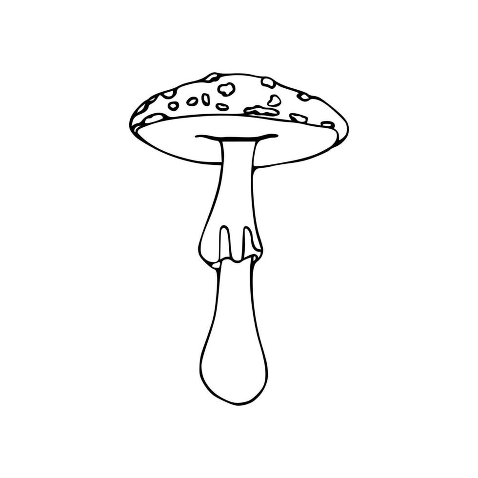 Illustration of Poisonous mushroom, toadstool, fly agaric. Doodle. Hand drawn. vector