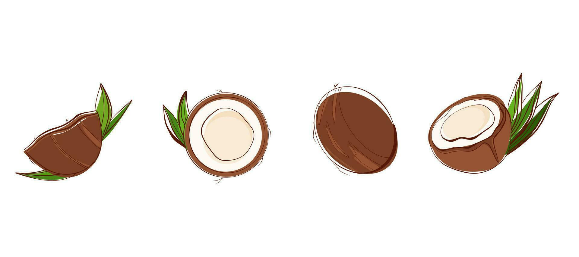 Set of coconut. Whole and half cracked broken coco nut with green palm leaves, isolated on white background. Card, banner, poster, sticker, print, advertising material. Vector illustration.