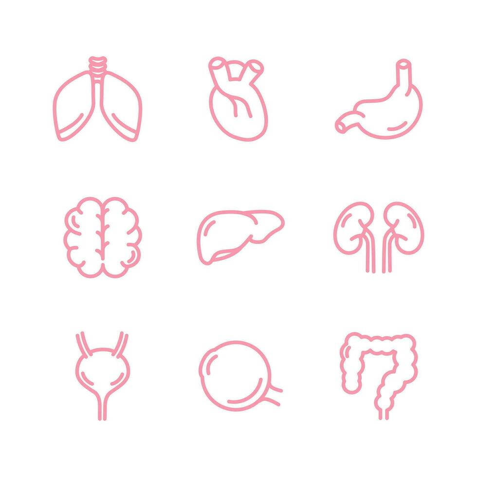humano interno órganos icono colocar. pulmones, riñones, cerebro, corazón, hígado, ojo, vejiga, intestinos, estómago. para aplicaciones y sitios web vector ilustración en blanco antecedentes. infografía. vital Organo.