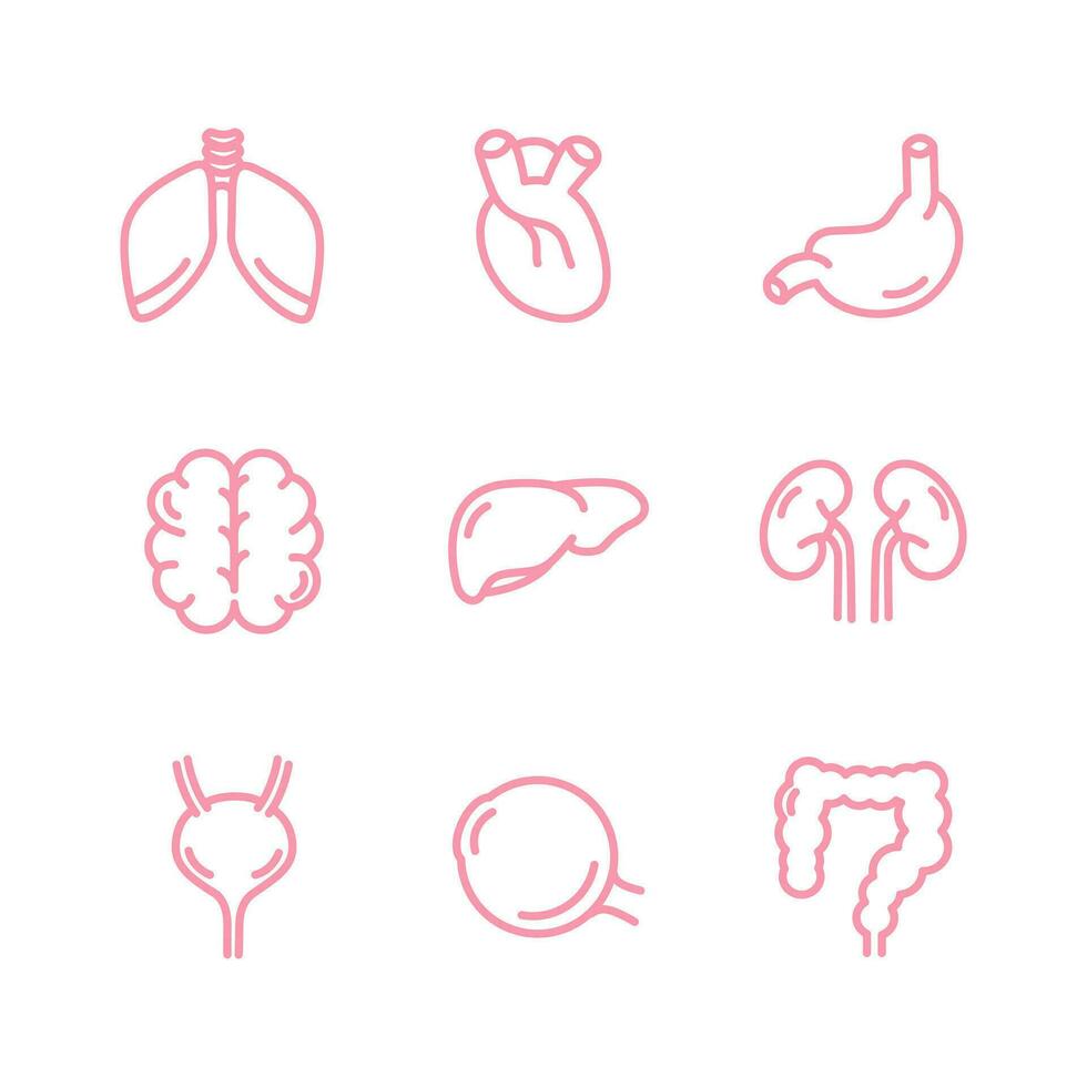 Human internal organs icon set. lungs, kidneys, brain, heart, liver, eye, bladder, intestines, stomach. For apps and websites. Vector illustration on white background. Infographic. Vital organ.