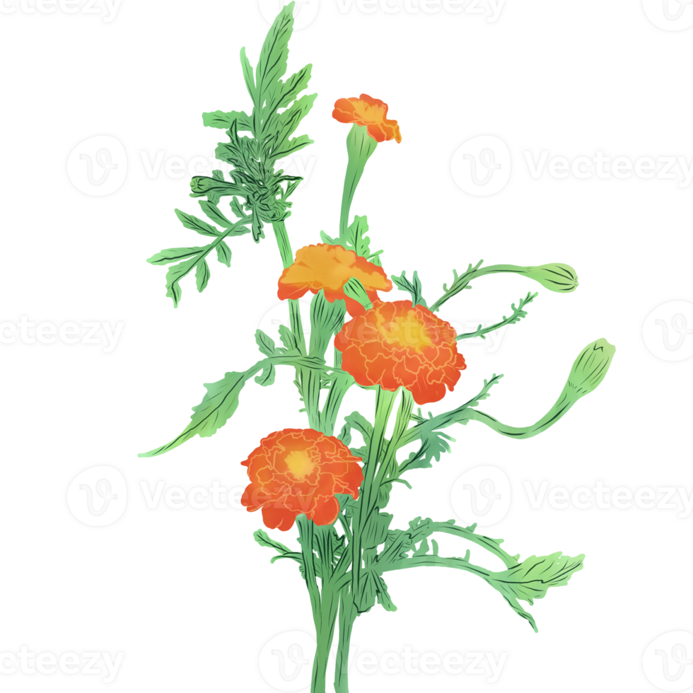 bouquet of chrysanthemums 33136190 PNG