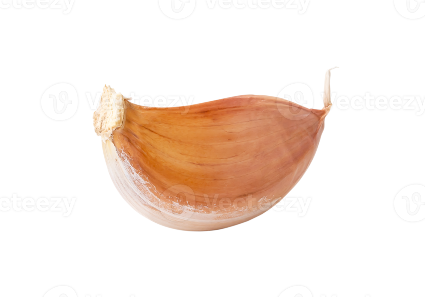 Single fresh peeled garlic clove isolated with clipping path in png file format Thai herb concept