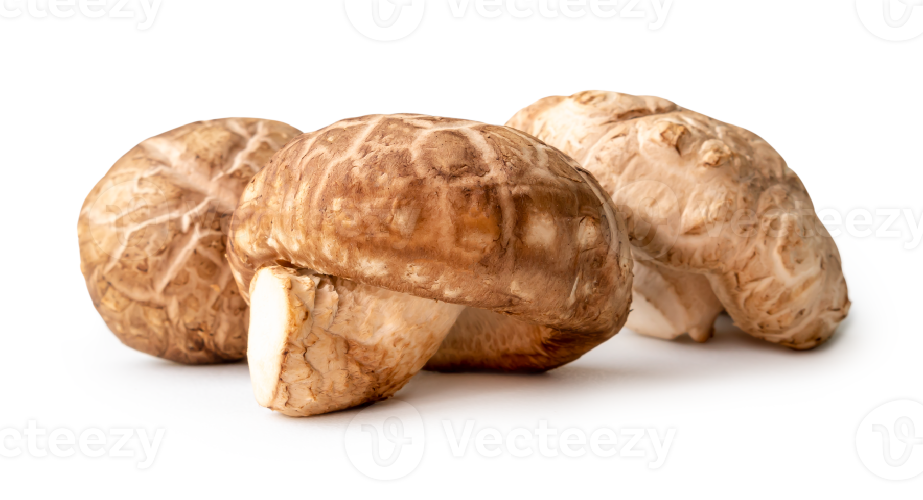 Fresh and dry shiitake mushrooms in stack isolated with clipping path and shadow in png file format Japanese and Chinese herb