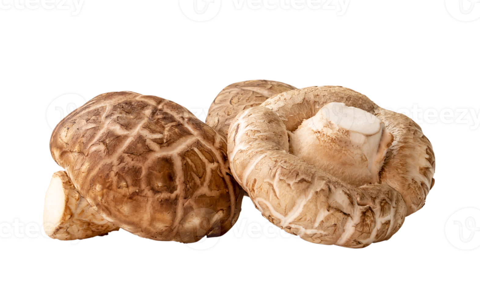 Front view of Fresh shiitake mushrooms in stack isolated with clipping path in png file format. Japanese and Chinese herb