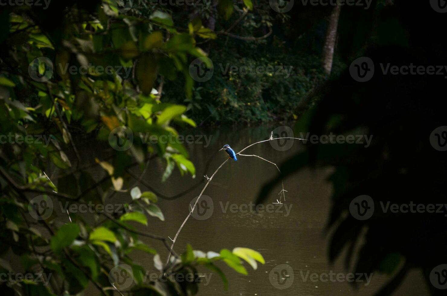 un salvaje martín pescador es sentado en un rama en un bosque y buscando su cazar en el orilla. 3d obra de arte foto