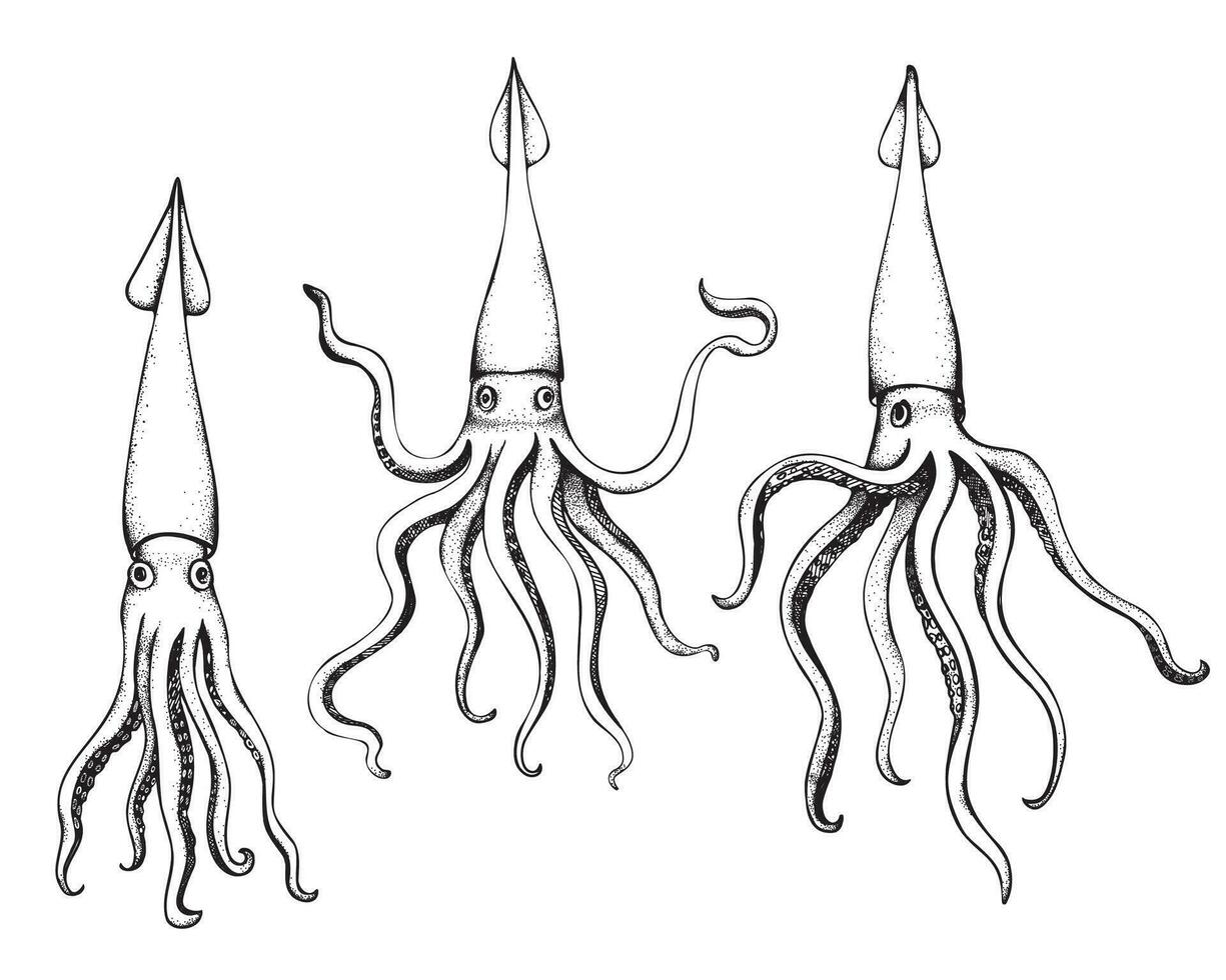 Calamari seafood hand drawn vector illustration with engraving on isolated background. Set with sea mollusks Squid with tentacles, cephalopods, delicacy, fishing industry. For print, label, card, logo