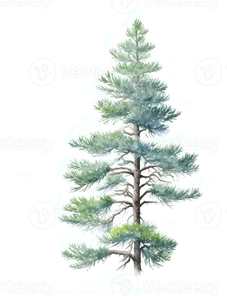 Pine tree watercolor on white photo