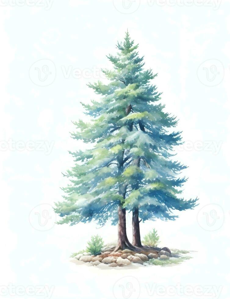 Pine tree watercolor on white photo