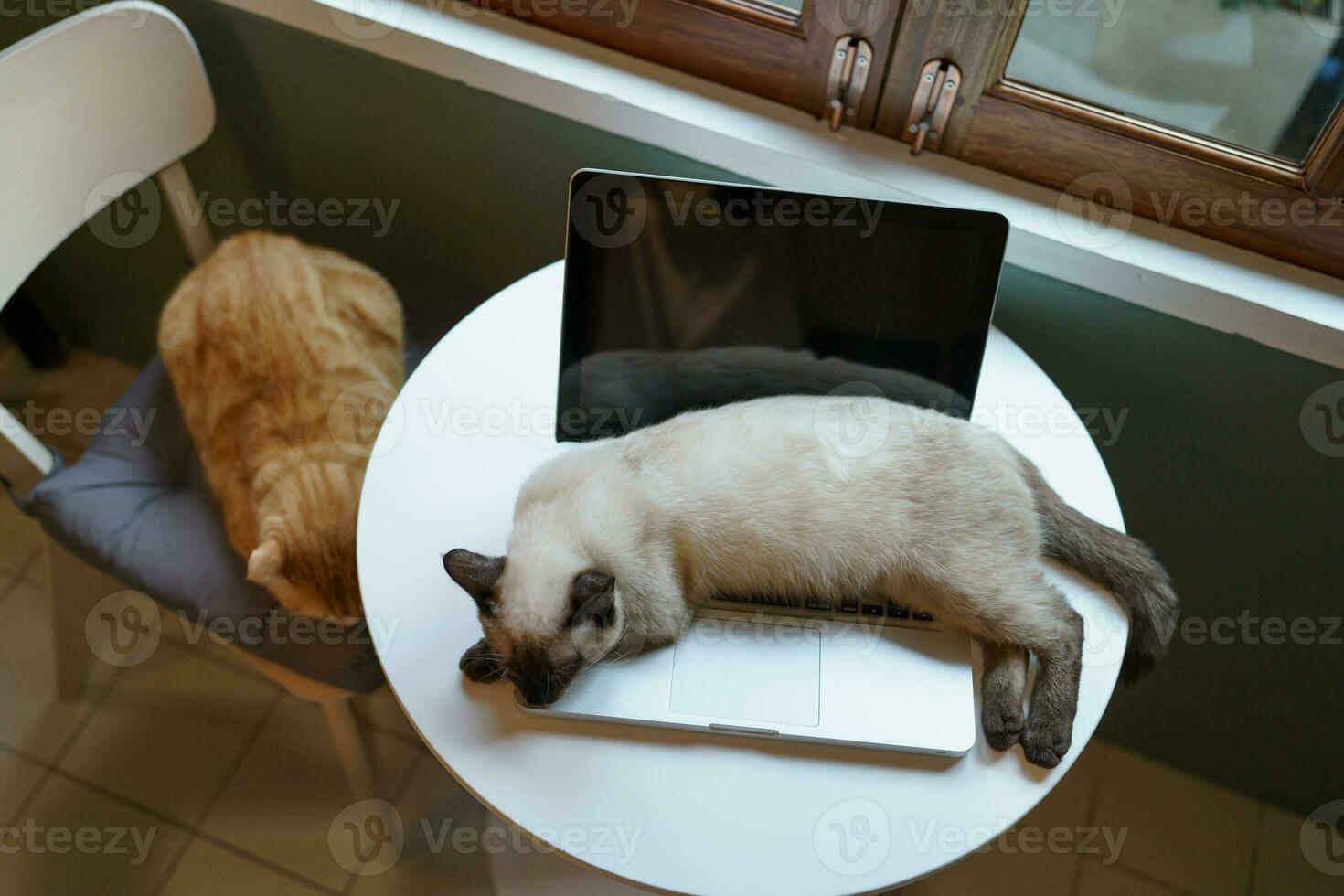 gato en ordenador portátil trabajando desde hogar con gato. gato dormido en ordenador portátil teclado asistente gato trabajando a ordenador portátil. foto